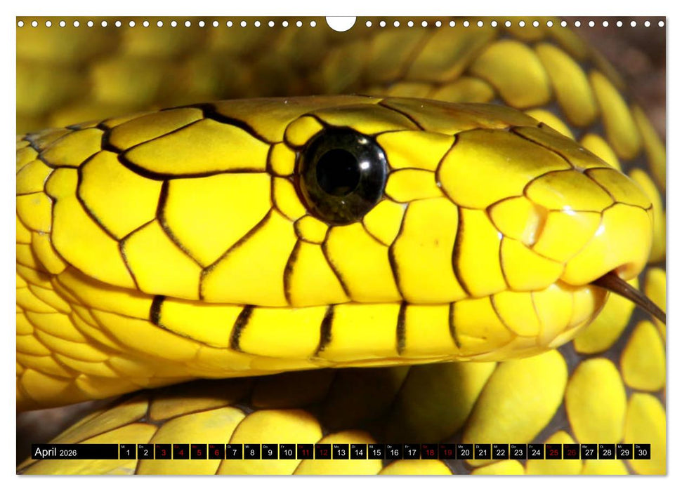 Faszination Giftschlangen (CALVENDO Wandkalender 2026)