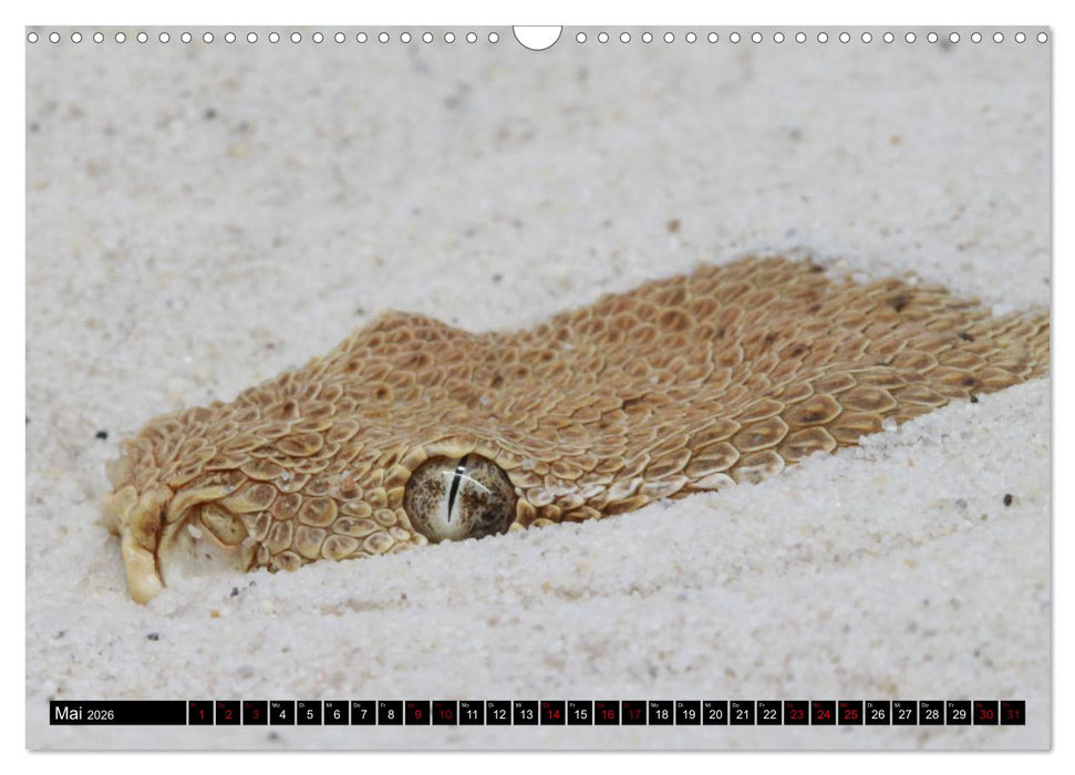 Faszination Giftschlangen (CALVENDO Wandkalender 2026)