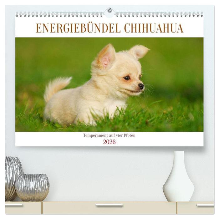 Enegiebündel Chihuahua - Temperament auf vier Pfoten (CALVENDO Premium Wandkalender 2026)