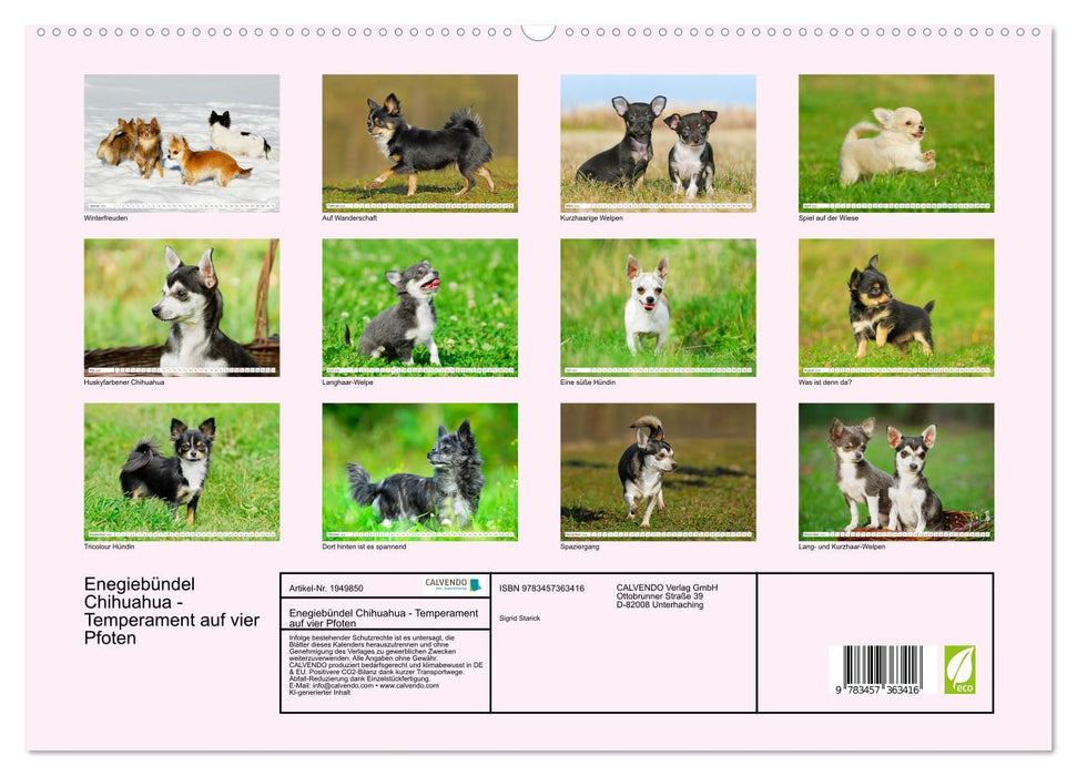 Enegiebündel Chihuahua - Temperament auf vier Pfoten (CALVENDO Premium Wandkalender 2026)