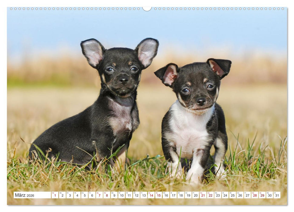 Enegiebündel Chihuahua - Temperament auf vier Pfoten (CALVENDO Premium Wandkalender 2026)