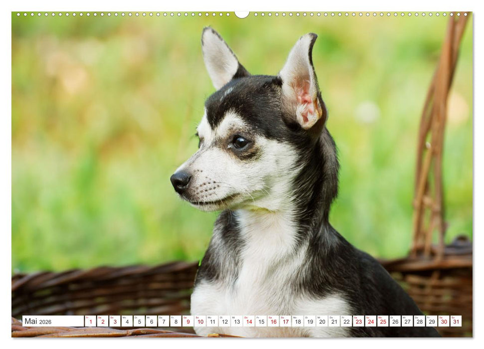 Enegiebündel Chihuahua - Temperament auf vier Pfoten (CALVENDO Premium Wandkalender 2026)