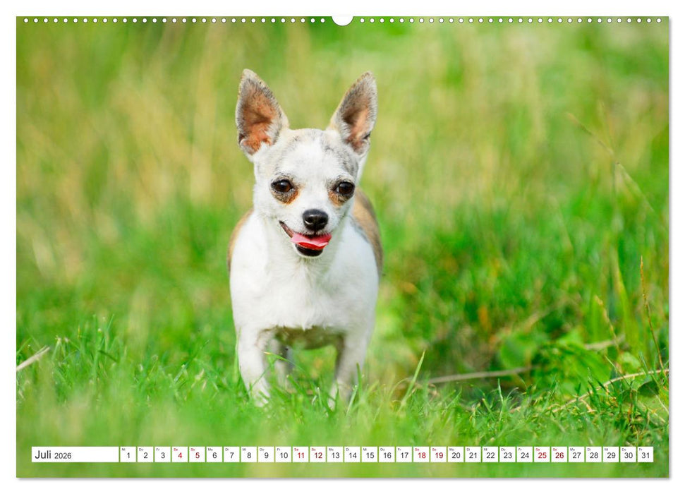 Enegiebündel Chihuahua - Temperament auf vier Pfoten (CALVENDO Premium Wandkalender 2026)