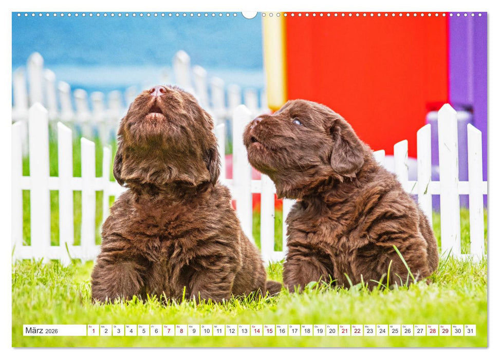 Neufundländer - Kleine Weltentdecker (CALVENDO Wandkalender 2026)