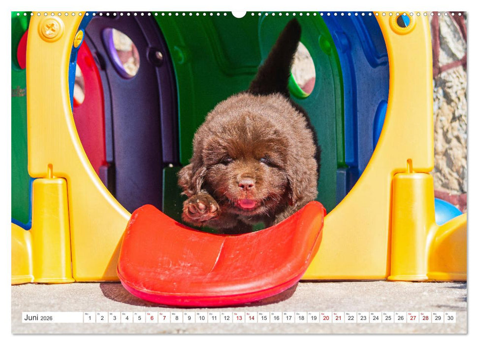 Neufundländer - Kleine Weltentdecker (CALVENDO Wandkalender 2026)