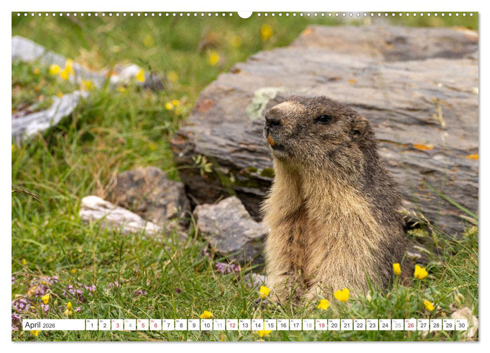 Frankreich - die Pyrenäen (CALVENDO Premium Wandkalender 2026)