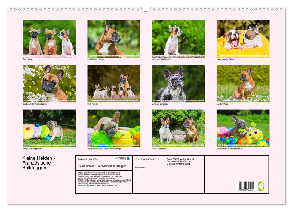 Kleine Helden - Französische Bulldoggen (CALVENDO Wandkalender 2026)