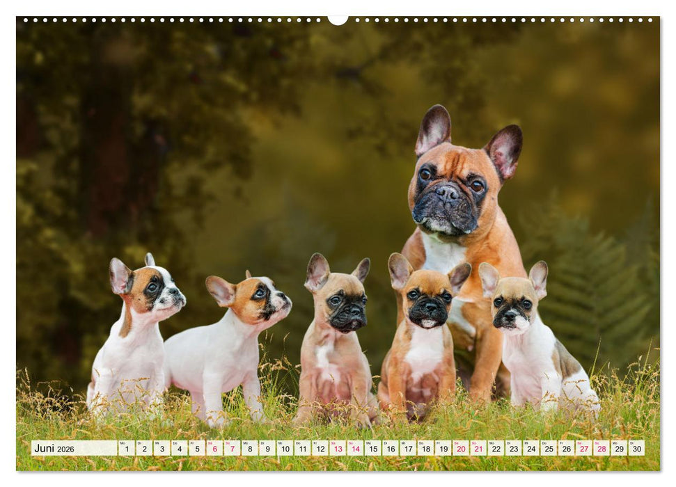 Kleine Helden - Französische Bulldoggen (CALVENDO Wandkalender 2026)