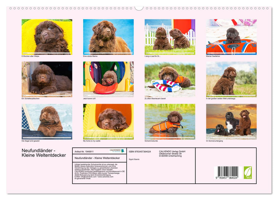 Neufundländer - Kleine Weltentdecker (CALVENDO Premium Wandkalender 2026)
