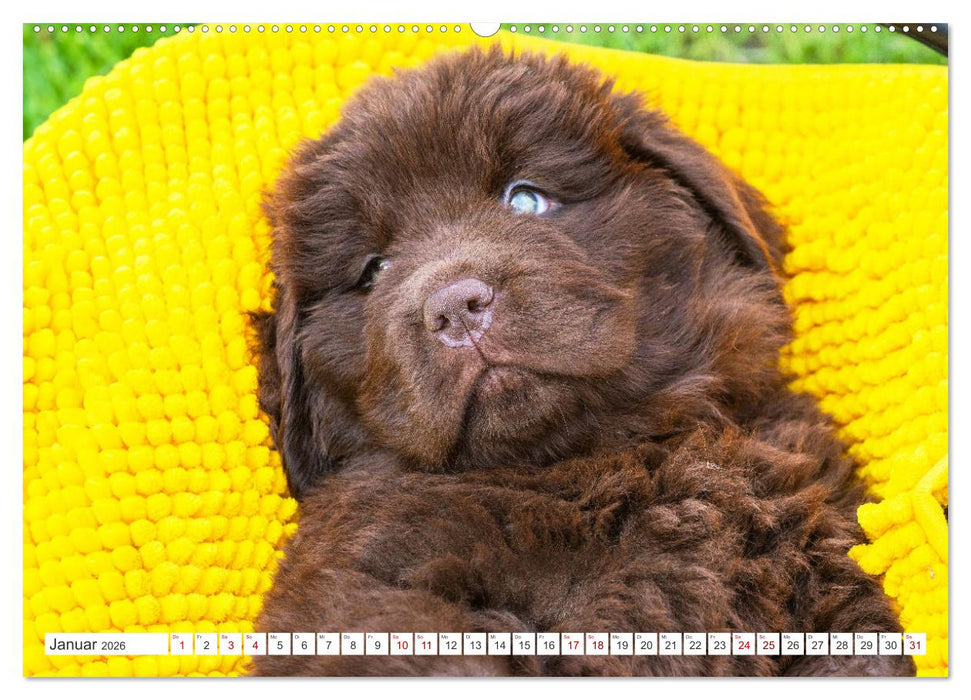Neufundländer - Kleine Weltentdecker (CALVENDO Premium Wandkalender 2026)