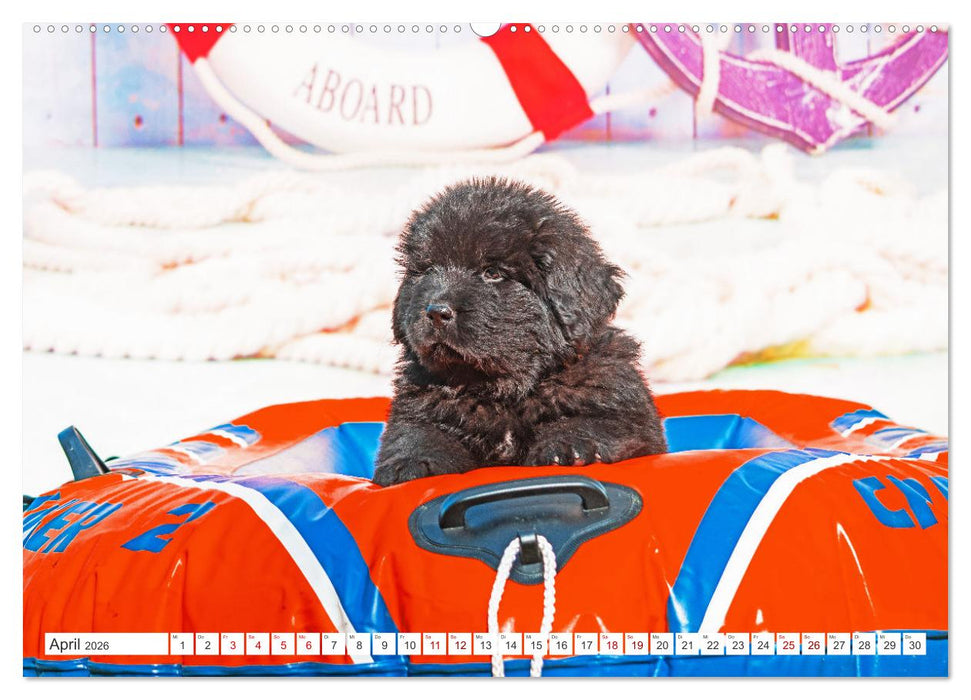 Neufundländer - Kleine Weltentdecker (CALVENDO Premium Wandkalender 2026)