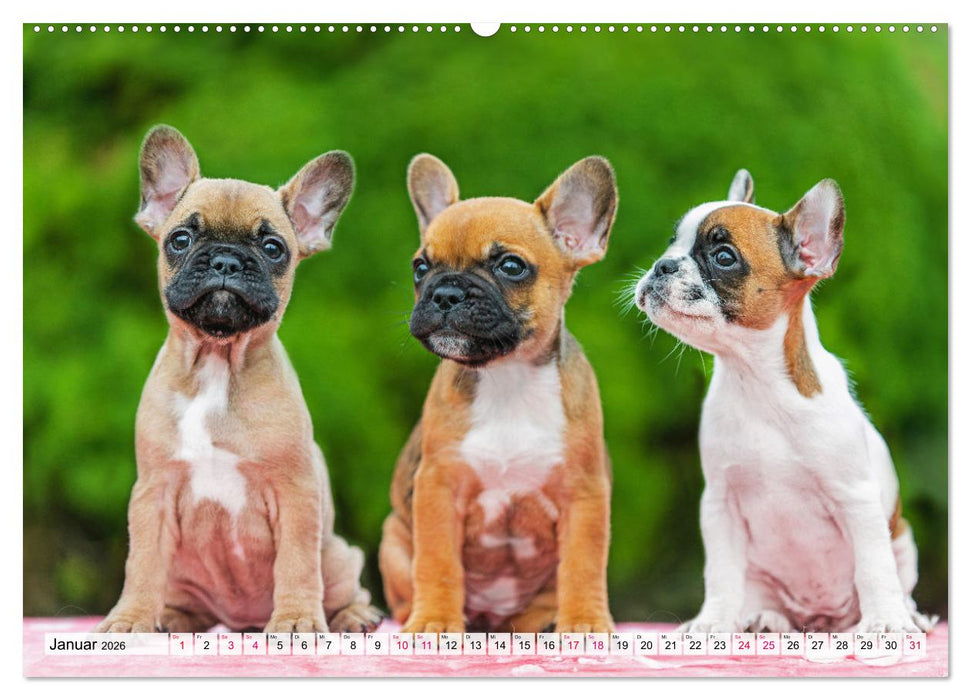 Kleine Helden - Französische Bulldoggen (CALVENDO Premium Wandkalender 2026)