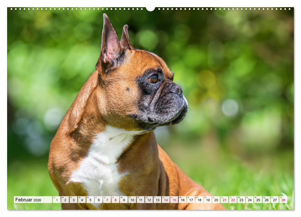 Kleine Helden - Französische Bulldoggen (CALVENDO Premium Wandkalender 2026)