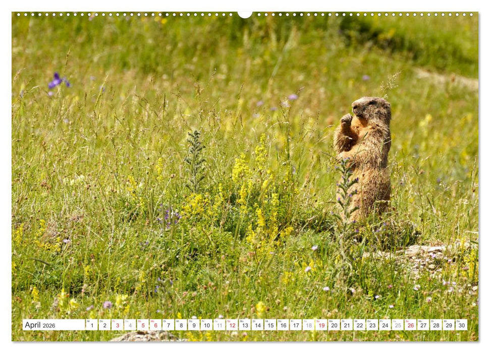 Spanien - die Pyrenäen (CALVENDO Wandkalender 2026)