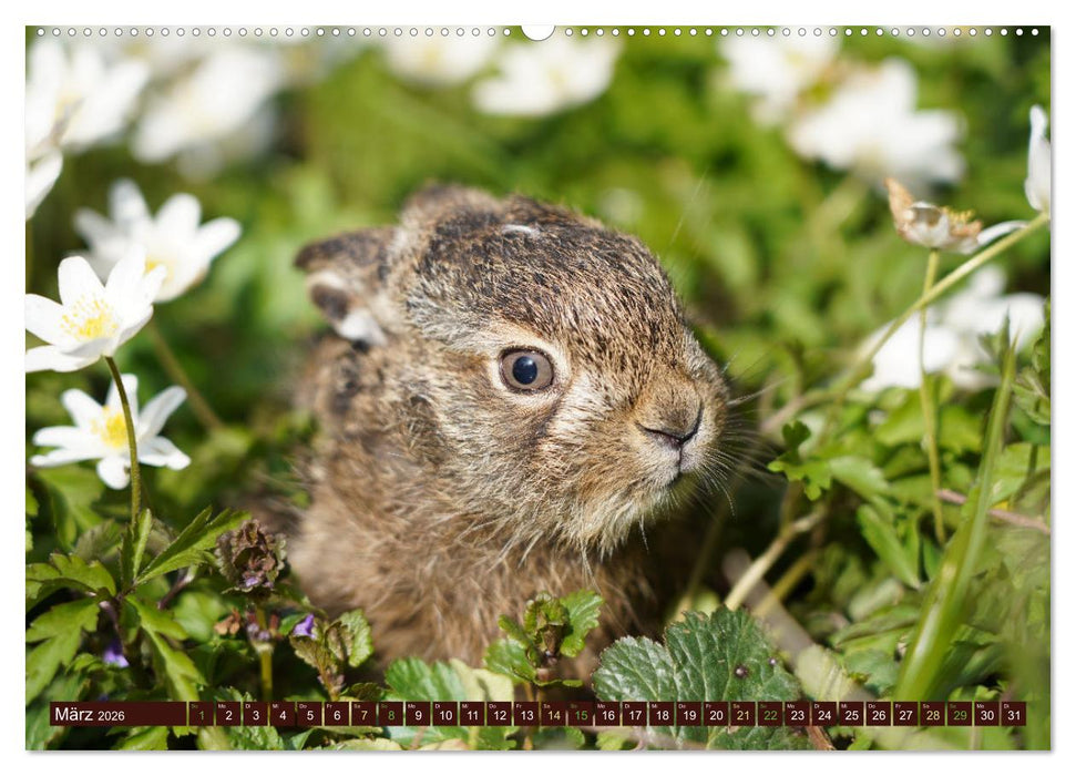 Zauberhafte Wesen - Reineke Fuchs und Meister Lampe (CALVENDO Wandkalender 2026)
