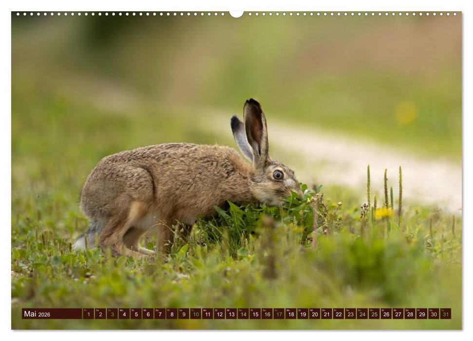 Zauberhafte Wesen - Reineke Fuchs und Meister Lampe (CALVENDO Wandkalender 2026)