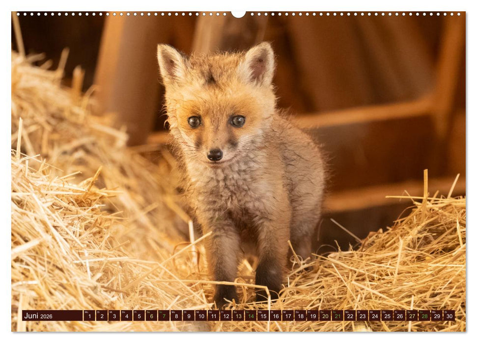 Zauberhafte Wesen - Reineke Fuchs und Meister Lampe (CALVENDO Wandkalender 2026)