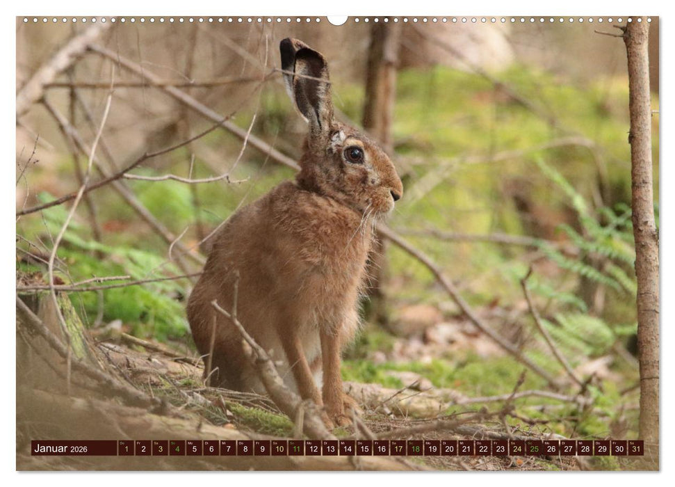 Zauberhafte Wesen - Reineke Fuchs und Meister Lampe (CALVENDO Premium Wandkalender 2026)