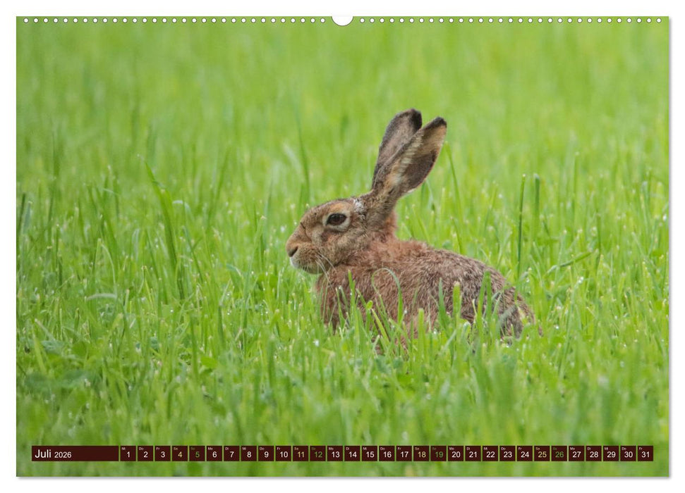 Zauberhafte Wesen - Reineke Fuchs und Meister Lampe (CALVENDO Premium Wandkalender 2026)