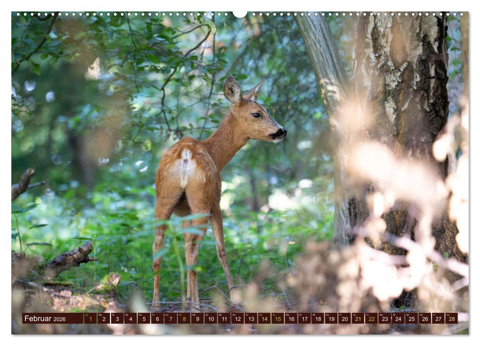 Zauberhafte Wesen - anmutiges Rehwild (CALVENDO Wandkalender 2026)