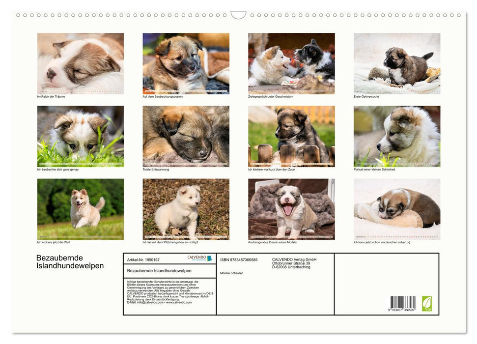 Bezaubernde Islandhundewelpen (CALVENDO Wandkalender 2026)