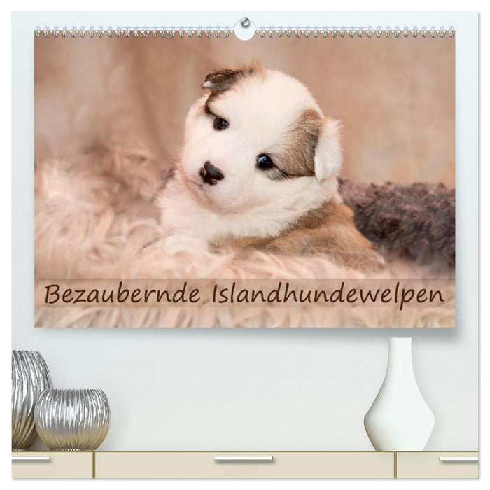 Bezaubernde Islandhundewelpen (CALVENDO Premium Wandkalender 2026)