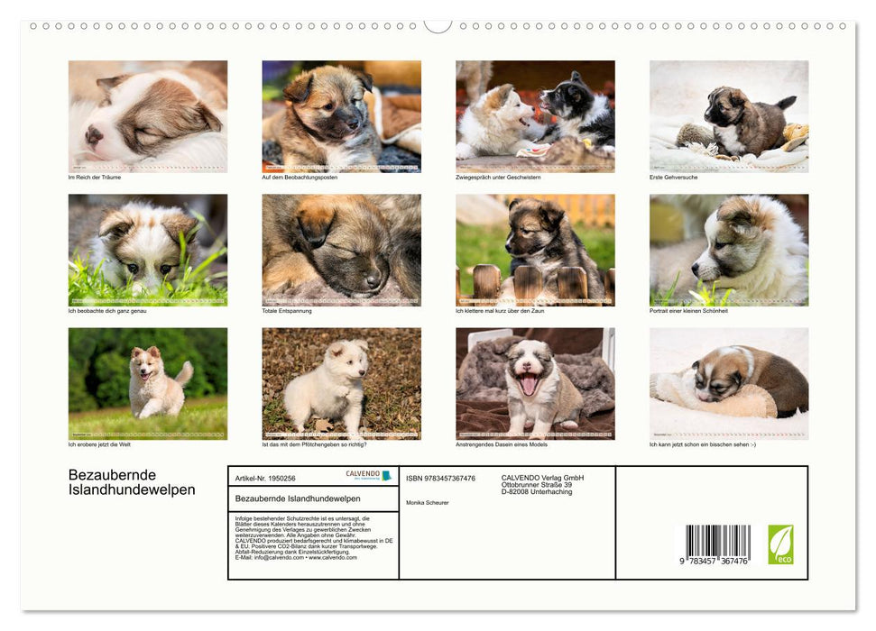 Bezaubernde Islandhundewelpen (CALVENDO Premium Wandkalender 2026)