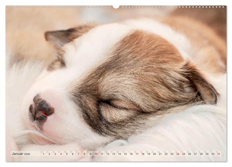 Bezaubernde Islandhundewelpen (CALVENDO Premium Wandkalender 2026)