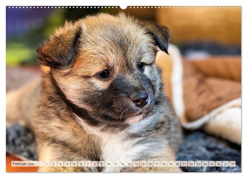 Bezaubernde Islandhundewelpen (CALVENDO Premium Wandkalender 2026)