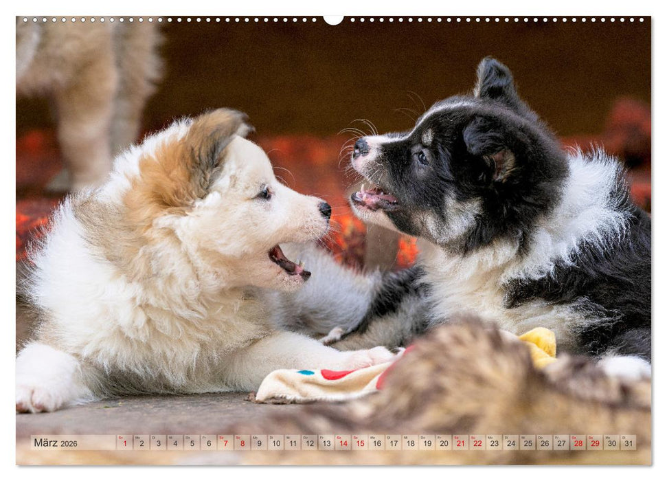 Bezaubernde Islandhundewelpen (CALVENDO Premium Wandkalender 2026)