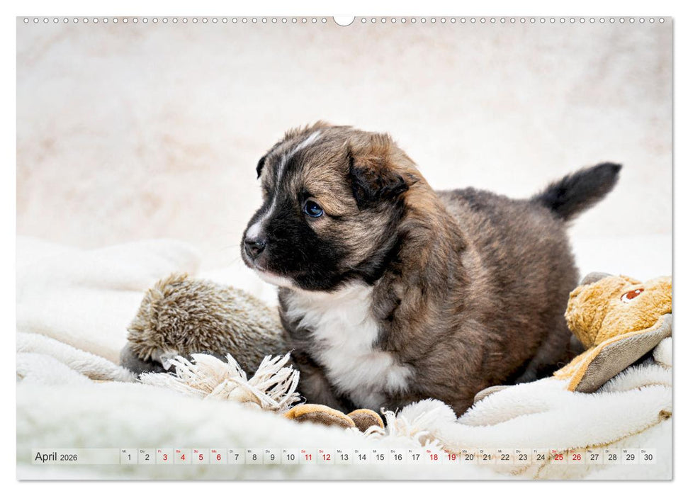 Bezaubernde Islandhundewelpen (CALVENDO Premium Wandkalender 2026)