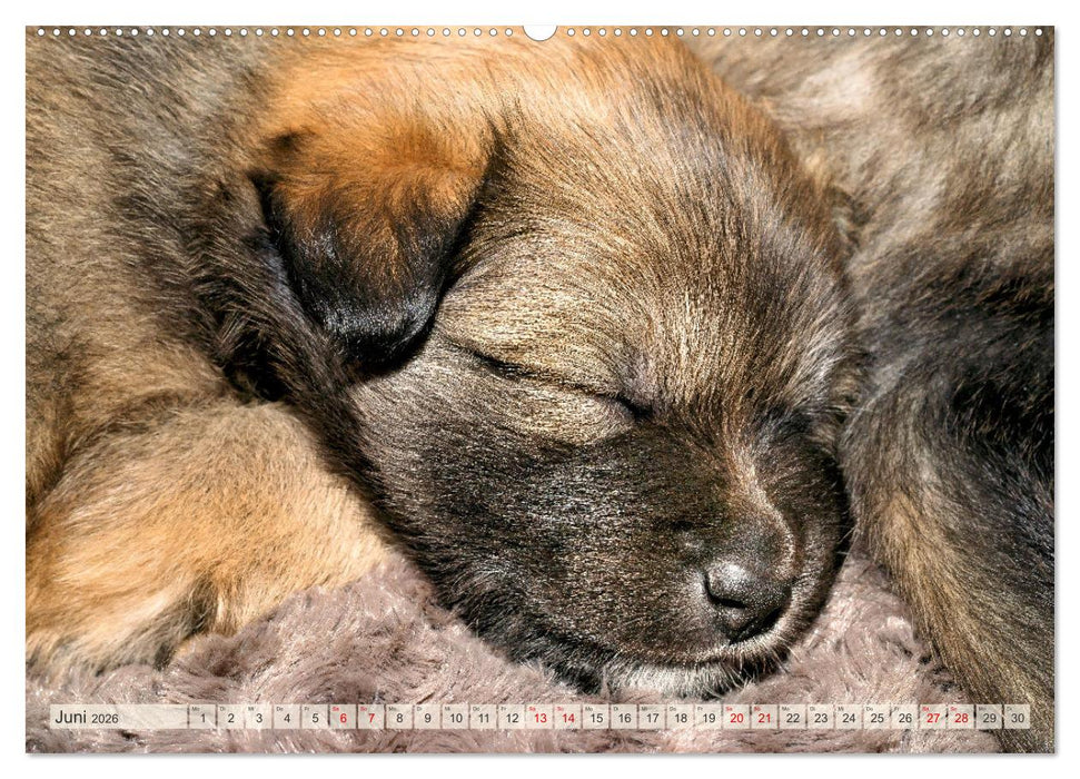 Bezaubernde Islandhundewelpen (CALVENDO Premium Wandkalender 2026)