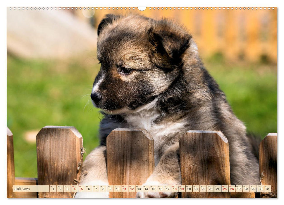 Bezaubernde Islandhundewelpen (CALVENDO Premium Wandkalender 2026)