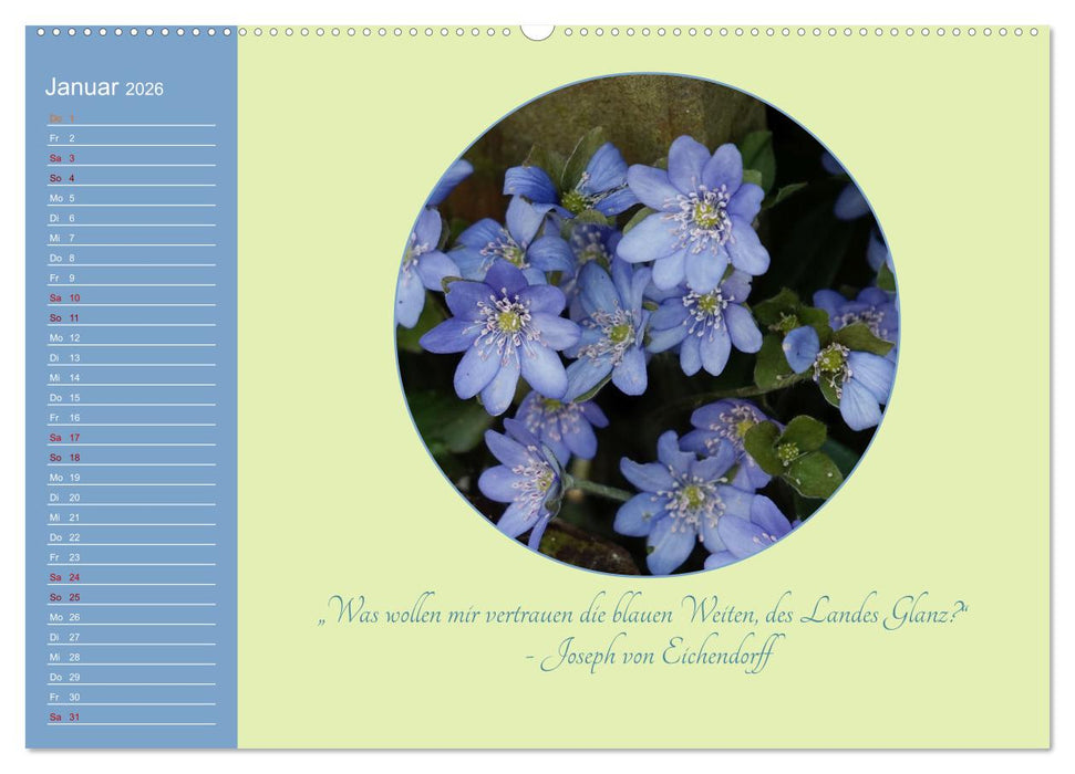 Flora in royalem Blau (CALVENDO Premium Wandkalender 2026)