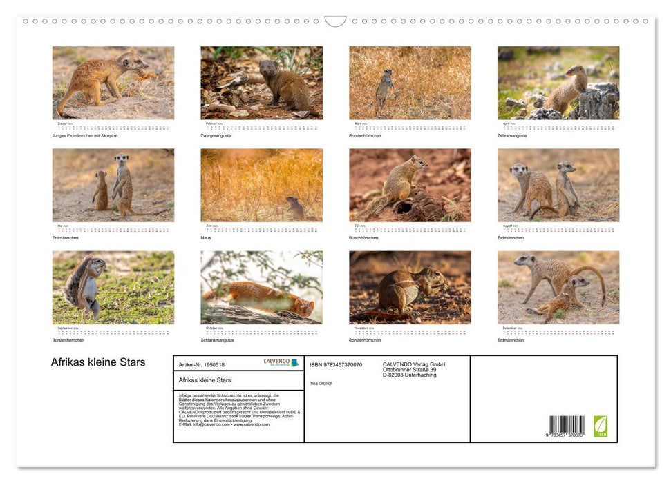 Afrikas kleine Stars (CALVENDO Wandkalender 2026)