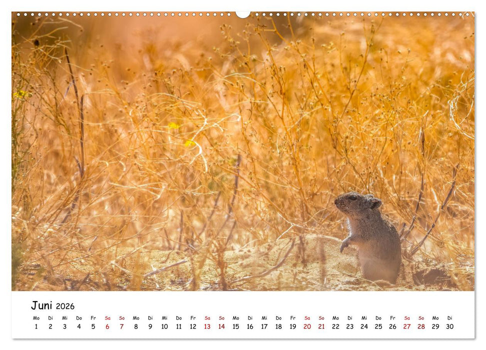 Afrikas kleine Stars (CALVENDO Wandkalender 2026)