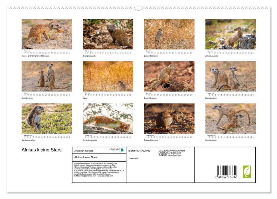 Afrikas kleine Stars (CALVENDO Premium Wandkalender 2026)