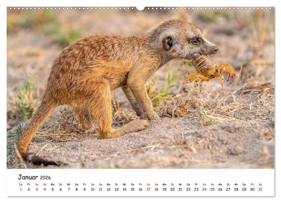 Afrikas kleine Stars (CALVENDO Premium Wandkalender 2026)