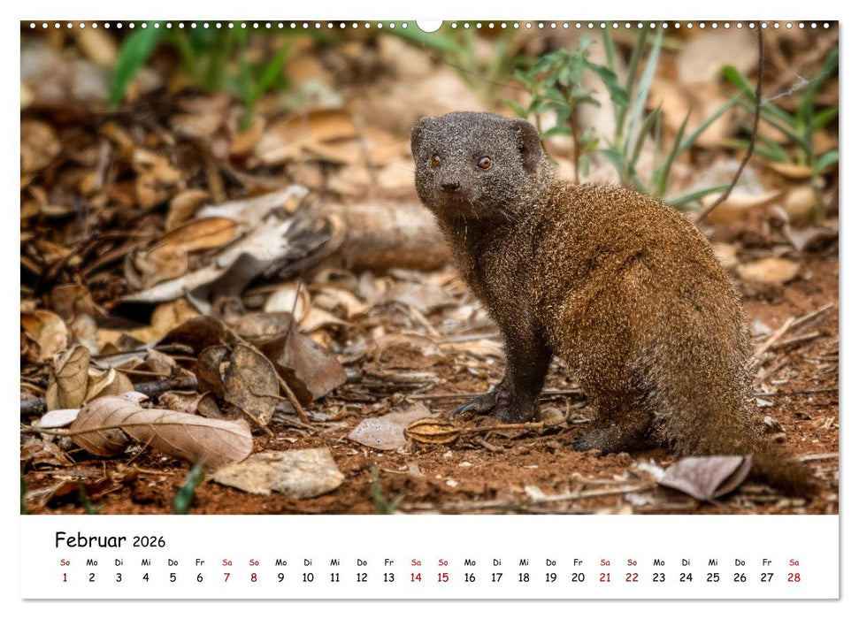 Afrikas kleine Stars (CALVENDO Premium Wandkalender 2026)
