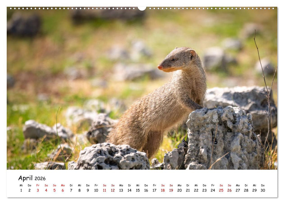 Afrikas kleine Stars (CALVENDO Premium Wandkalender 2026)