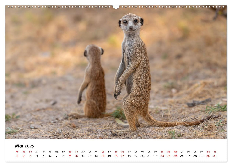 Afrikas kleine Stars (CALVENDO Premium Wandkalender 2026)