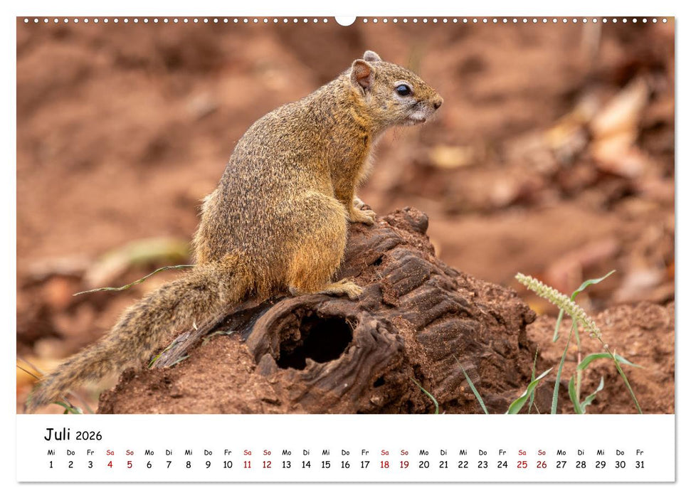 Afrikas kleine Stars (CALVENDO Premium Wandkalender 2026)