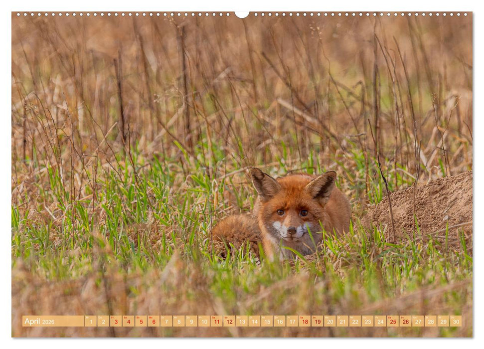 Impressionen aus Mecklenburg - Vorpommern (CALVENDO Wandkalender 2026)