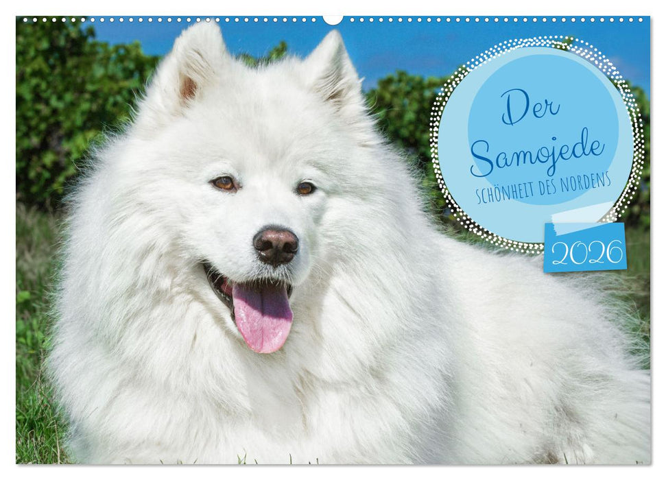 Der Samojede - Schönheit des Nordens (CALVENDO Wandkalender 2026)