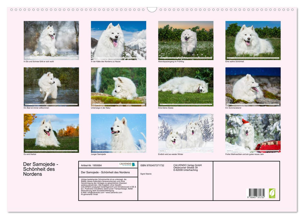 Der Samojede - Schönheit des Nordens (CALVENDO Wandkalender 2026)