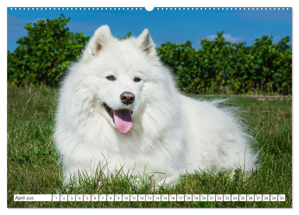 Der Samojede - Schönheit des Nordens (CALVENDO Wandkalender 2026)