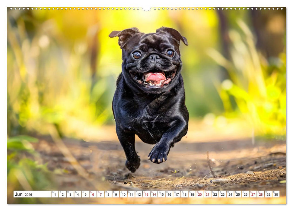 Mops-Mania - Der Spaßkalender für Mops-Fans (CALVENDO Premium Wandkalender 2026)