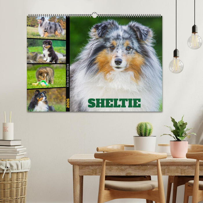 Sheltie - Ein Stück vom Glück (CALVENDO Wandkalender 2026)