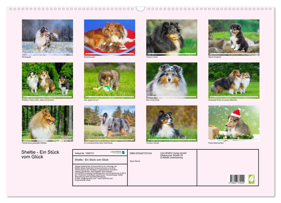 Sheltie - Ein Stück vom Glück (CALVENDO Wandkalender 2026)
