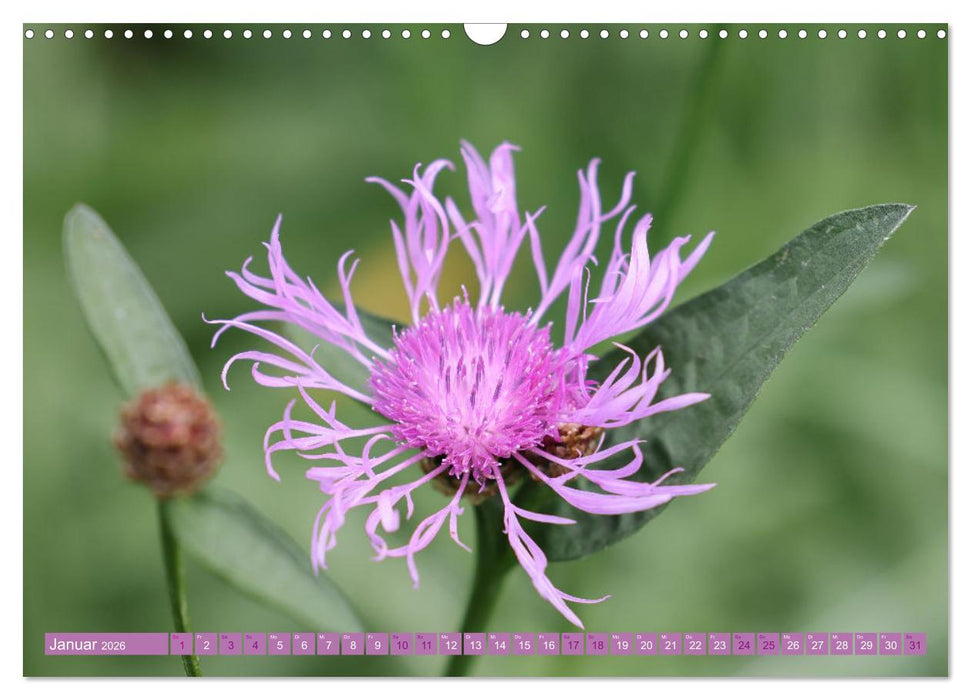 Lila Blütenzauber (CALVENDO Wandkalender 2026)
